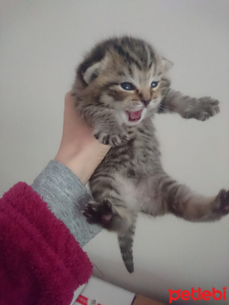 Scottish Fold, Kedi  fıstık fotoğrafı