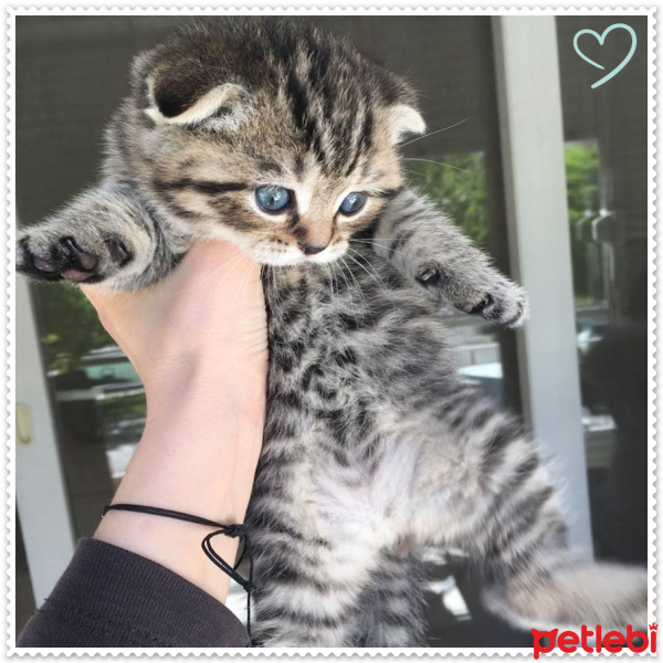 Scottish Fold, Kedi  fıstık fotoğrafı