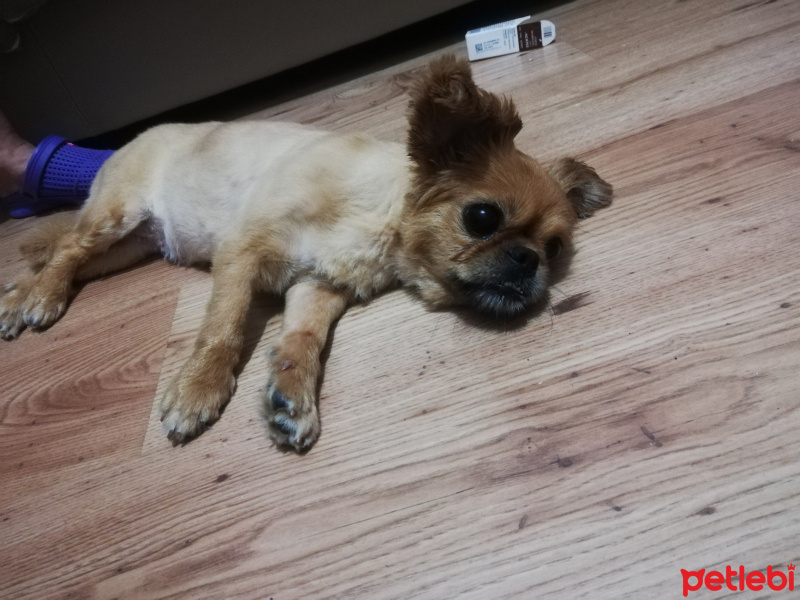 Pekingese, Köpek  Rita fotoğrafı
