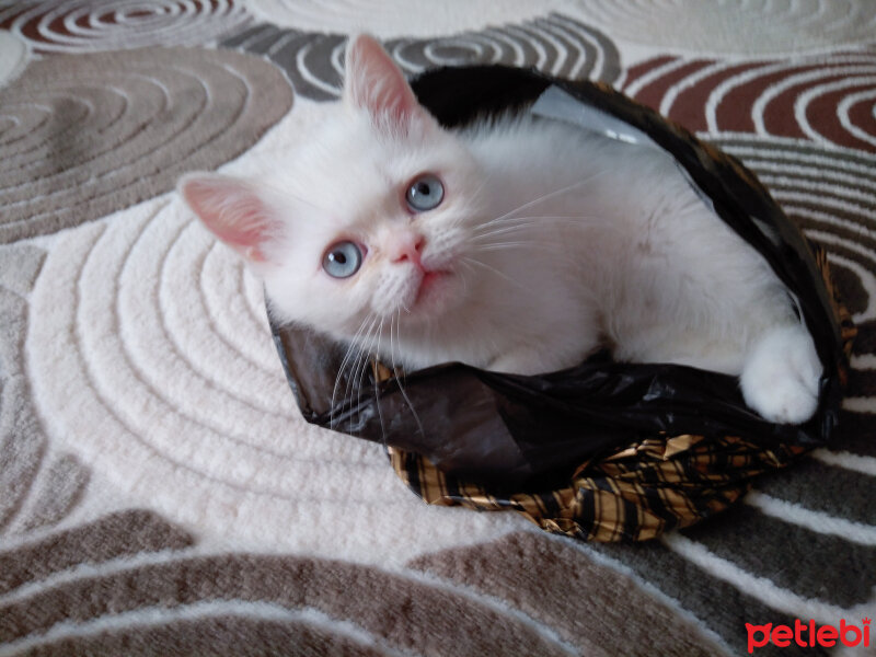 Exotic Shorthair, Kedi  Boncuk fotoğrafı