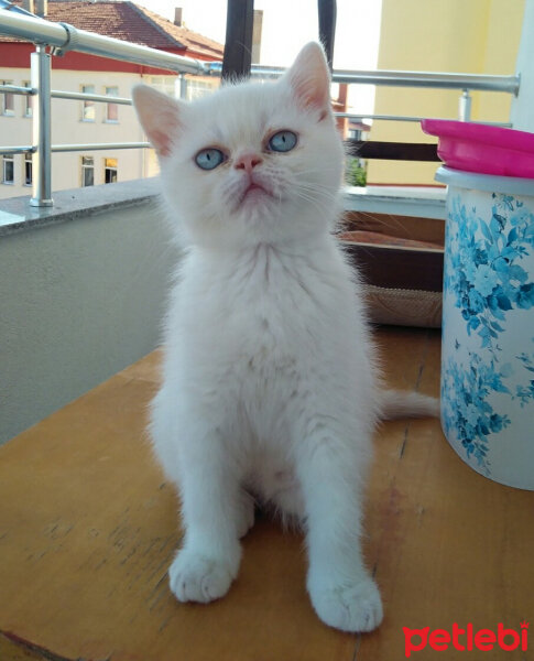 Exotic Shorthair, Kedi  Boncuk fotoğrafı