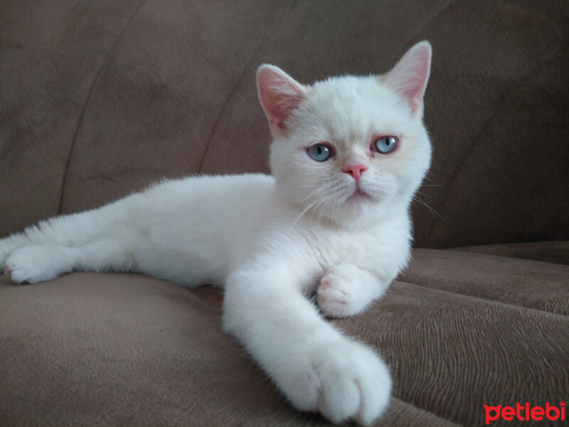 Exotic Shorthair, Kedi  Boncuk fotoğrafı