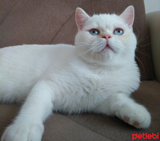 Exotic Shorthair, Kedi  Boncuk fotoğrafı