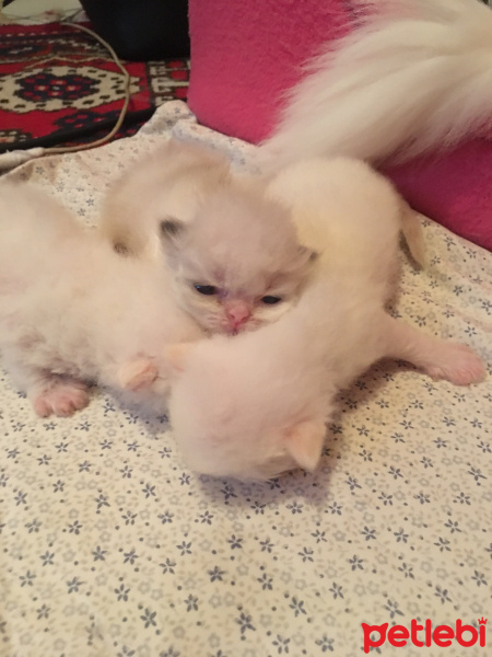 İran Kedisi (Persian), Kedi  Adsız fotoğrafı
