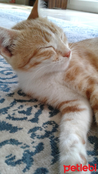 Tekir Kedi, Kedi  Boncuk fotoğrafı