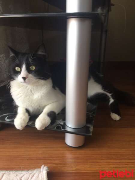 Tuxedo (Smokin) Kedi, Kedi  Eros fotoğrafı