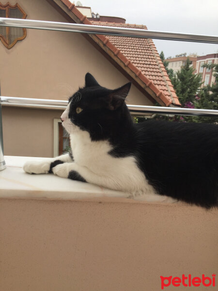 Tuxedo (Smokin) Kedi, Kedi  Eros fotoğrafı