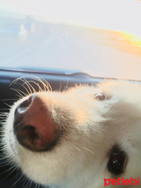 Samoyed, Köpek  Ice fotoğrafı