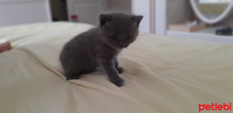 Scottish Fold, Kedi  karagoz fotoğrafı