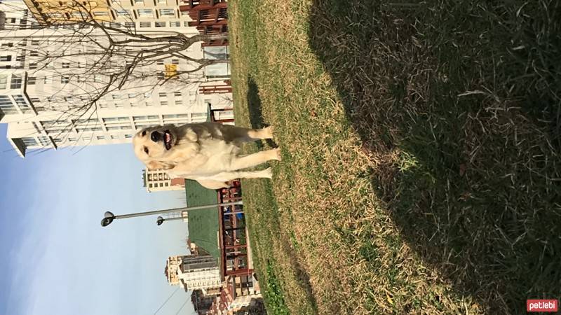 Golden Retriever, Köpek  Paşa fotoğrafı