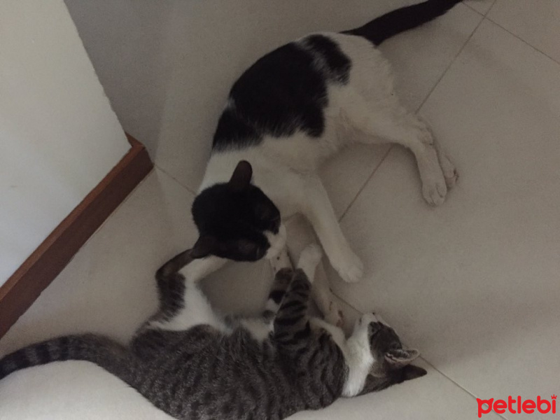 Tekir Kedi, Kedi  Bunny fotoğrafı