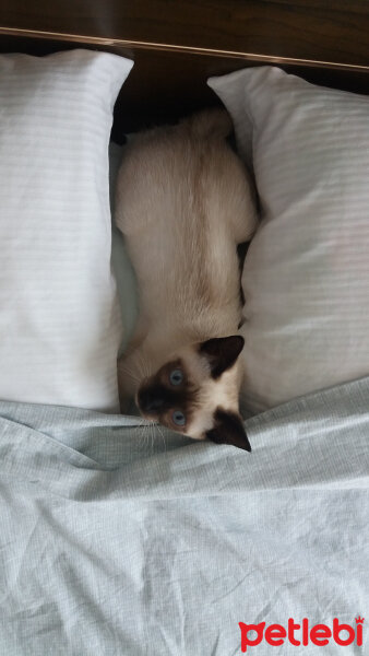 Siyam Kedisi, Kedi  Paşa fotoğrafı