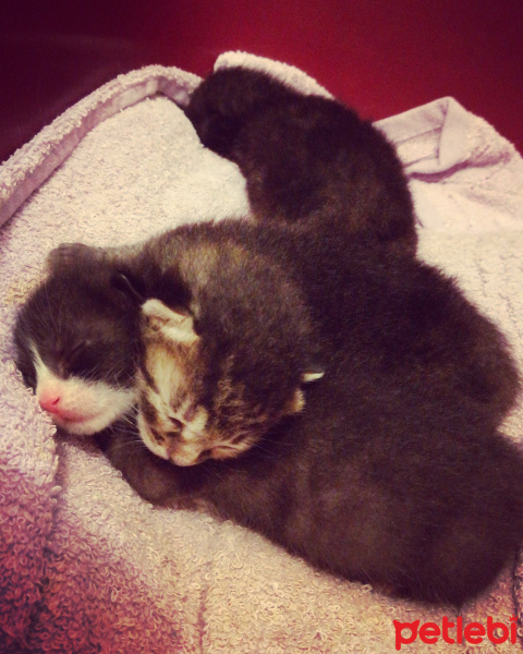 Tekir Kedi, Kedi  Yok fotoğrafı