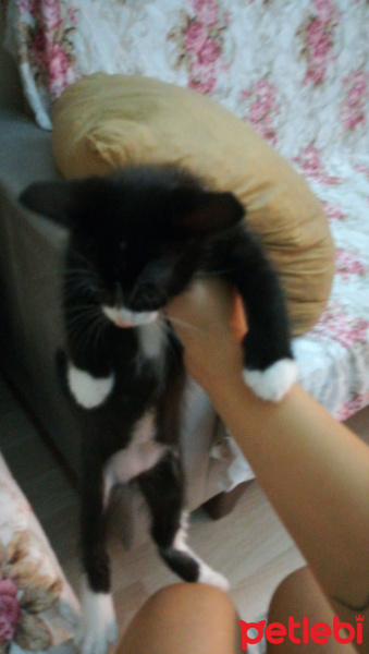 Tekir Kedi, Kedi  Yok fotoğrafı