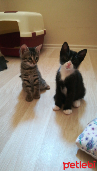 Tekir Kedi, Kedi  Yok fotoğrafı