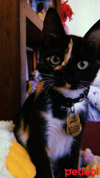 American Wirehair, Kedi  Bediş fotoğrafı