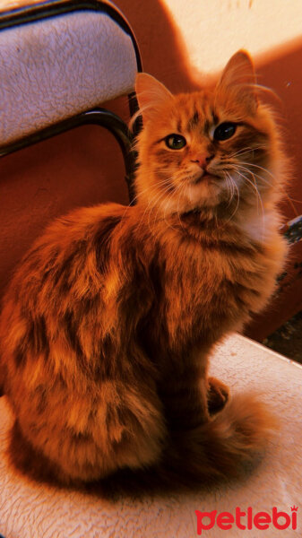 American Wirehair, Kedi  Bediş fotoğrafı