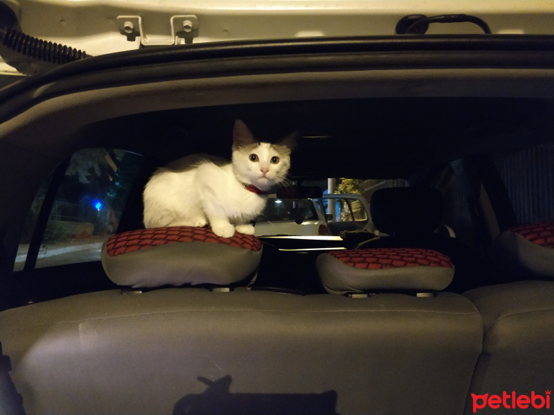 Ankara Kedisi, Kedi  PAMUK fotoğrafı