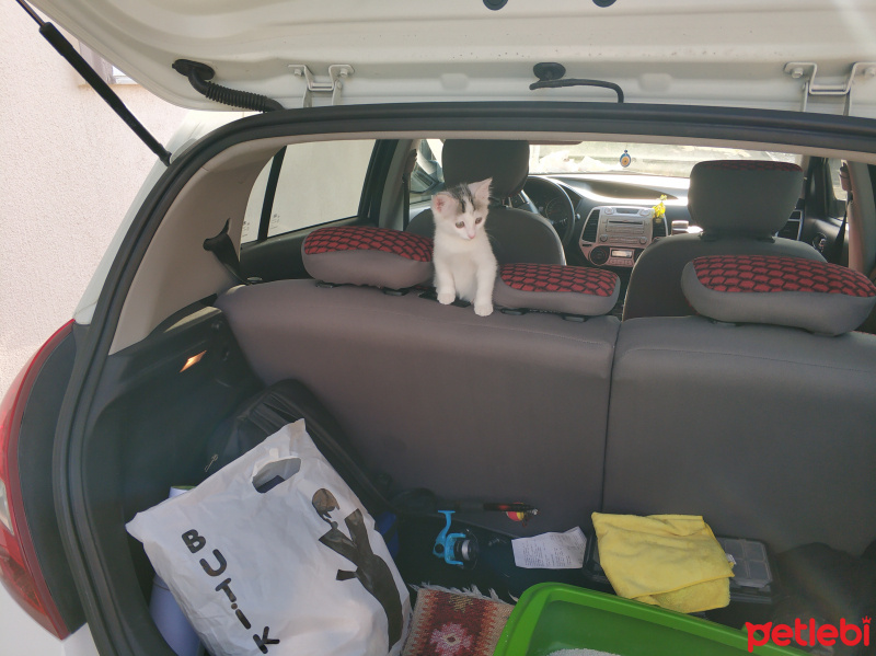 Ankara Kedisi, Kedi  PAMUK fotoğrafı