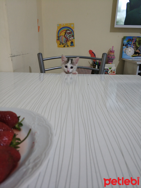 Ankara Kedisi, Kedi  PAMUK fotoğrafı