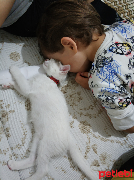Ankara Kedisi, Kedi  PAMUK fotoğrafı