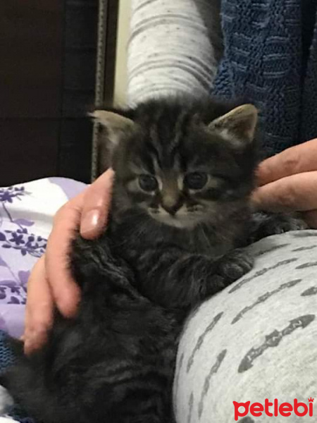 İran Kedisi (Persian), Kedi  sımarık ve şero fotoğrafı
