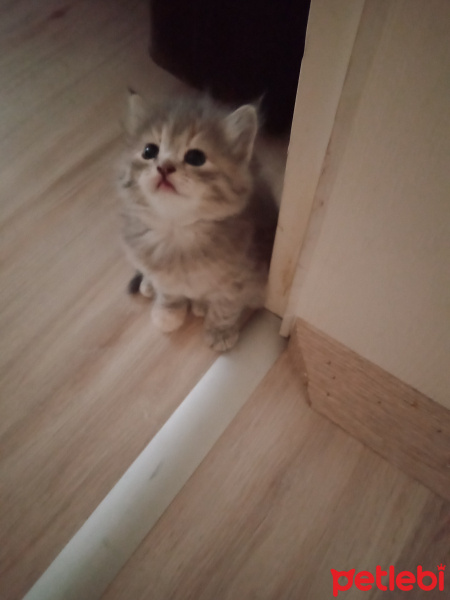 İran Kedisi (Persian), Kedi  sımarık ve şero fotoğrafı