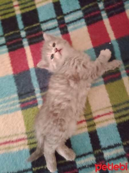İran Kedisi (Persian), Kedi  sımarık ve şero fotoğrafı