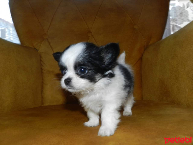 Chihuahua, Köpek  mahmut fotoğrafı