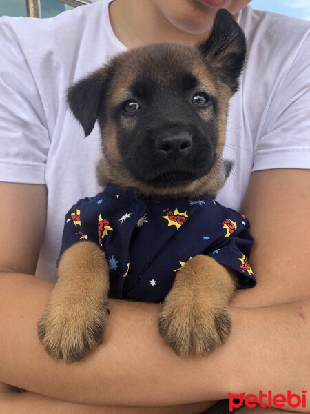 Alman Çoban Köpeği, Köpek  Uzay fotoğrafı