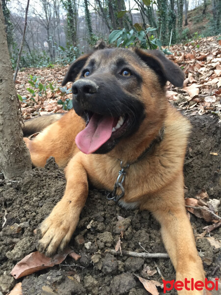 Alman Çoban Köpeği, Köpek  Uzay fotoğrafı