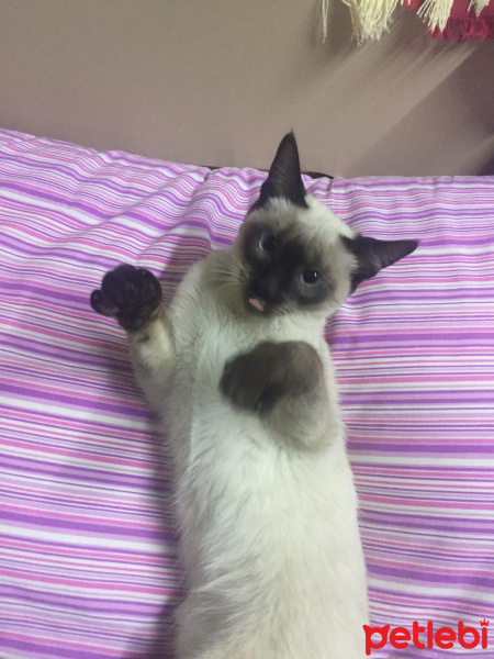 Siyam Kedisi, Kedi  ceku fotoğrafı