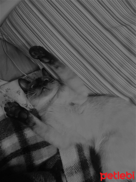 Siyam Kedisi, Kedi  ceku fotoğrafı