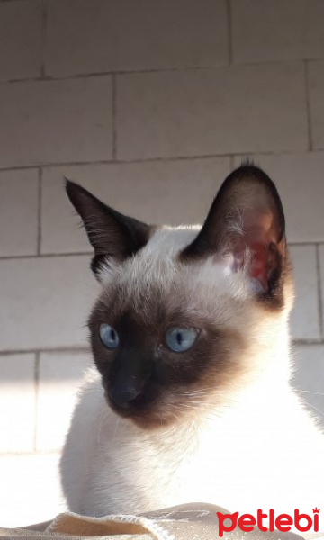 Siyam Kedisi, Kedi  ceku fotoğrafı