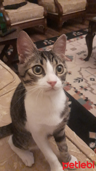 Tekir Kedi, Kedi  Osman fotoğrafı