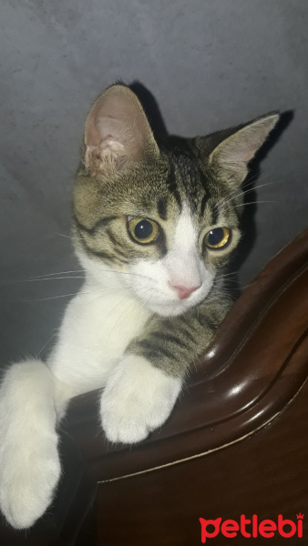 Tekir Kedi, Kedi  Osman fotoğrafı