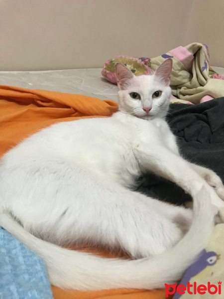 Ankara Kedisi, Kedi  Safinaz fotoğrafı