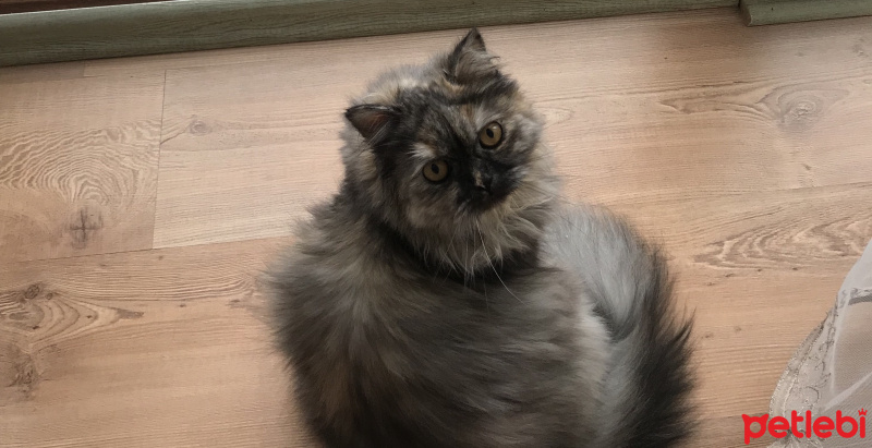 Chinchilla, Kedi  pafuli fotoğrafı