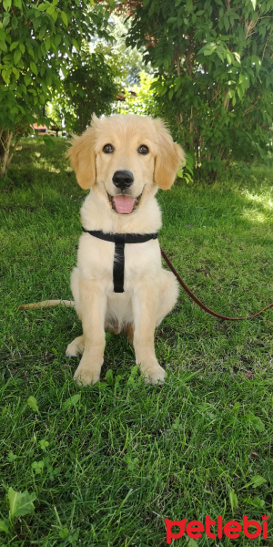 Golden Retriever, Köpek  Lucky fotoğrafı