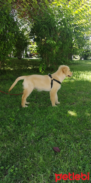 Golden Retriever, Köpek  Lucky fotoğrafı