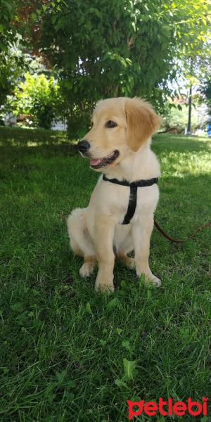 Golden Retriever, Köpek  Lucky fotoğrafı