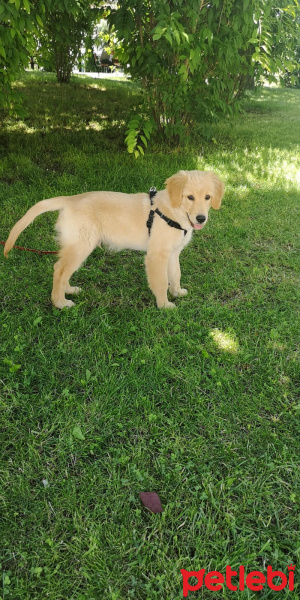 Golden Retriever, Köpek  Lucky fotoğrafı