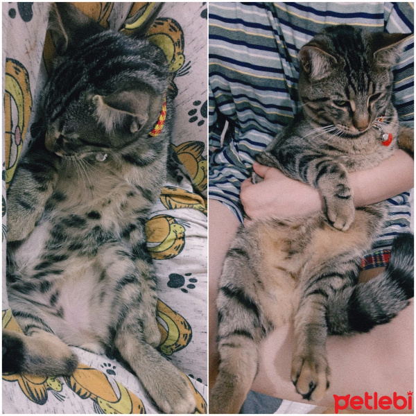 Tekir Kedi, Kedi  Loka fotoğrafı