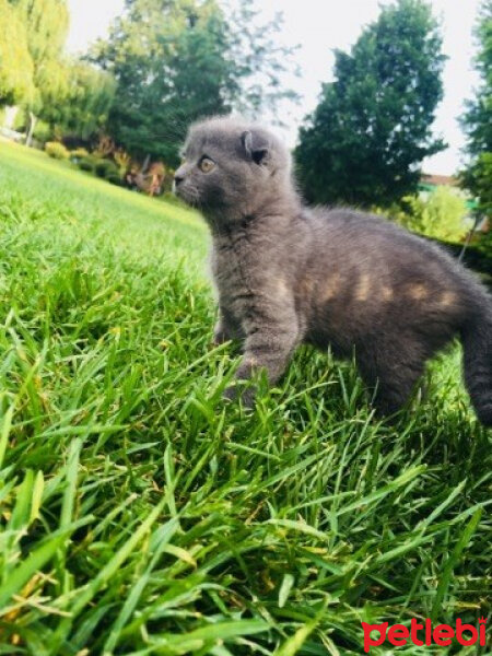 Scottish Fold, Kedi  ponçik fotoğrafı