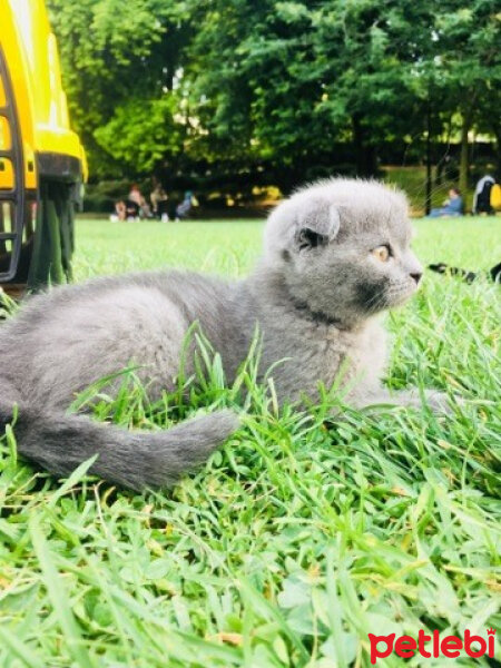 Scottish Fold, Kedi  ponçik fotoğrafı