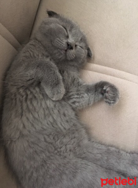 Scottish Fold, Kedi  ponçik fotoğrafı