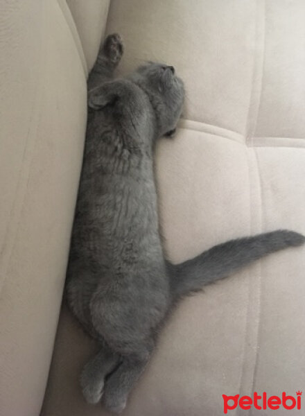 Scottish Fold, Kedi  ponçik fotoğrafı