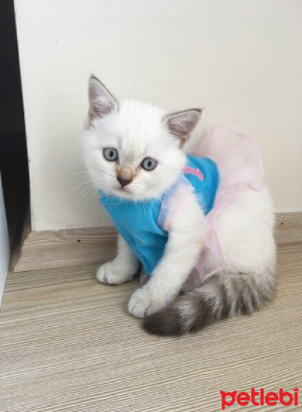 Scottish Fold, Kedi  ponçik fotoğrafı