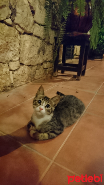 Tekir Kedi, Kedi  Lucy fotoğrafı