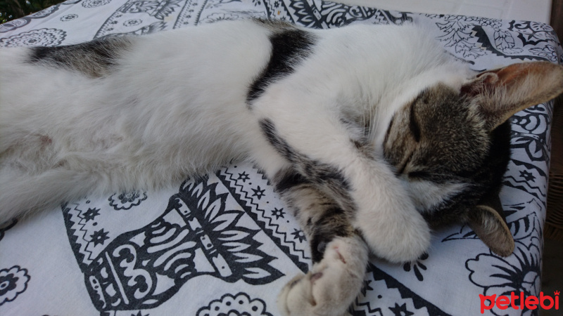 Tekir Kedi, Kedi  Lucy fotoğrafı